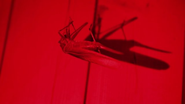 Grashopper crawling at night on a wooden cabin, creepy shadow in red light