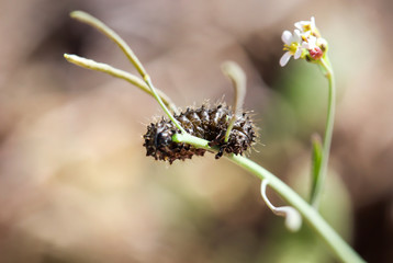 Ameisenlöwe, Marienkäfer