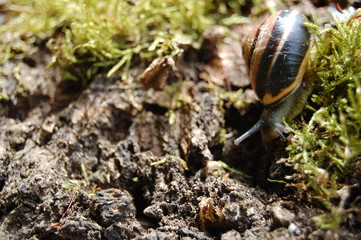 Schnecke