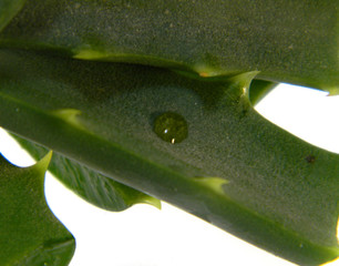 aloe isolated on white background