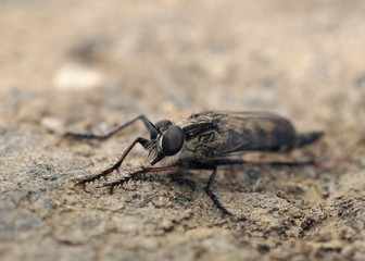 A robber fly (family Asilidae), Greece 