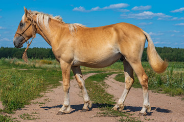Portrait of a horse in full growth