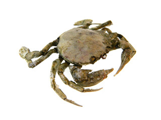 crab isolated on white background