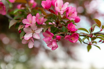 Fototapeta na wymiar Pink flowers blooming on the trees