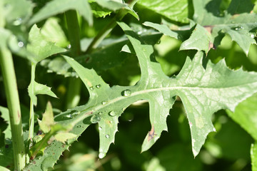 chardons vert eau sécheresse goutte rosée soleil