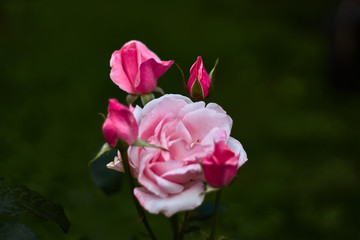Pink rose with four buds