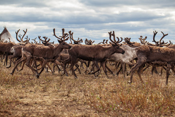 The extreme north, Yamal, the preparation of deer meat, remove the hide from the deer,