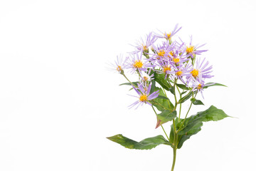 Aster subspicatus - Late Summer Flowers