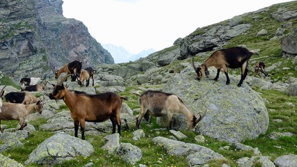 Ziegenherde in den Alpen, Dolomiten