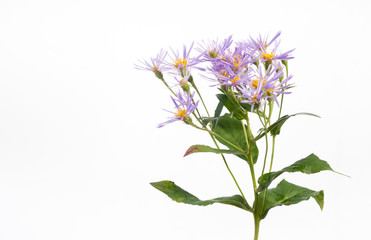 Purple Petals of the Aster