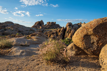 Fototapeta na wymiar wildflowers blooming in desert amid rock formations and boulders