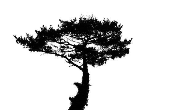 Black pine Tree silhouette isolated on white background, Tree silhouette
