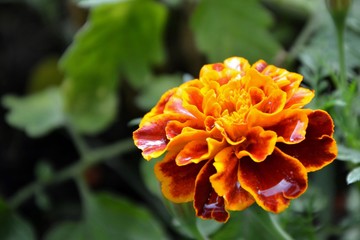 Marigold flower in garden after rain macro