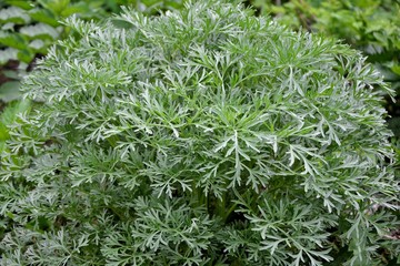 Shrub of silver wormwood on the meadow close-up