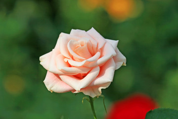 Head of single pink rose