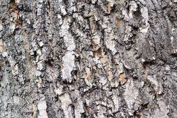 Background texture of tree bark. Skin the bark of a tree that traces cracking.
