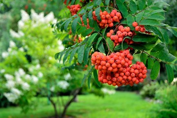 Bunches of bright red rowan on the background of the garden close-up
