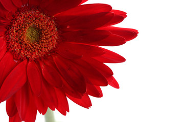 Red gerbera on the white