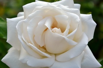 Charming delicate white rose in the garden, macro