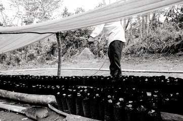 Black and White vintage style photo of Puerto Rican farmer watering baby coffee trees. Small...