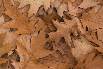 Naklejka na ściany i meble Dry oak leaves with raindrops. Autumn, fall concept. Top view.