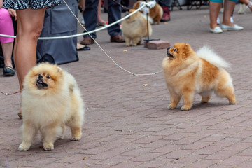 Dog pomeranian spitz on dogs exhibition