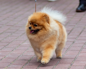 Dog pomeranian spitz on dogs exhibition