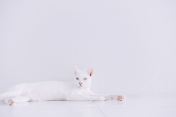 Portrait of Pure White Cat lying down on floor at home with white.