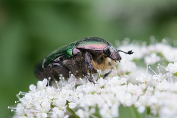 cetonia aurata, insetto su cavolaccio