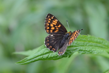 farfalla, hamearis lucina