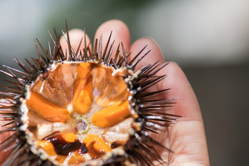Fresh sea urchins, ricci di mare, on a rock, close up. A typical dish of Salento, Puglia, is eaten...