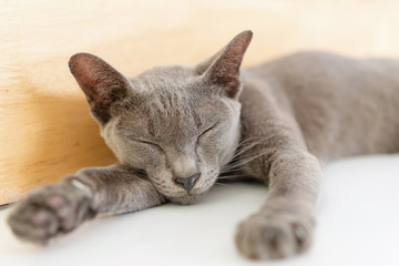 Thailand silver blue cat relax on the floor.