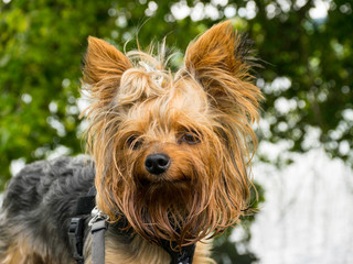 small and lovely doggy walk along the shore of the lake, yorkshire terrier