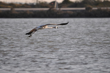 The beautiful bird Flamingo in the natural environment in Lady's Mile Limassol