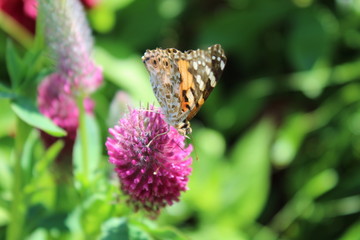 a purple flower with butterfly