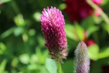 a purple flower