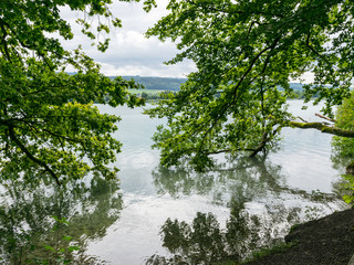 cloudy morning without sun. calm lake, beautiful branches curved into the water, green grass on the lake shore