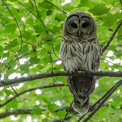 Barred Owl in Forest Staring
