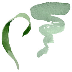 Albuca canadensis floral botanical flowers. Watercolor background set. Isolated albuca illustration element.