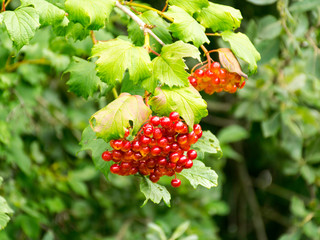 red berries in a green bush after a rain