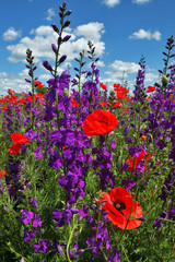Flower field, purple, red, poppies