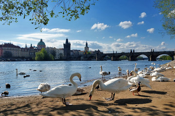 Swans on the river. Prague