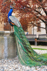 Peacock in the garden. Prague