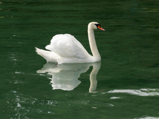 white swan floating on the lake, beautiful glare