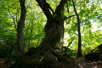 Uralte Kastanie in den Wäldern der Vogesen