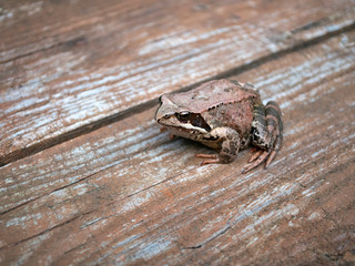 Frog on the wooden floor. Wood texture. Brown.