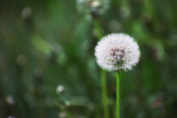 White dandelion against green grass.