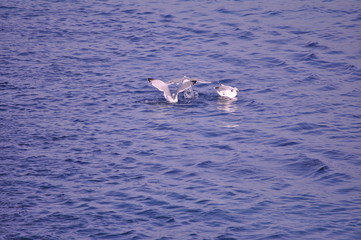 Naklejka premium The beautiful bird European herring gull (Larus argentatus) in the natural environment