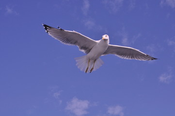 The beautiful bird European herring gull (Larus argentatus) in the natural environment
