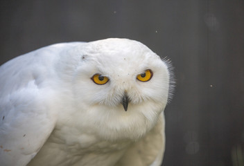 Obraz premium Blick einer Schneeeule.